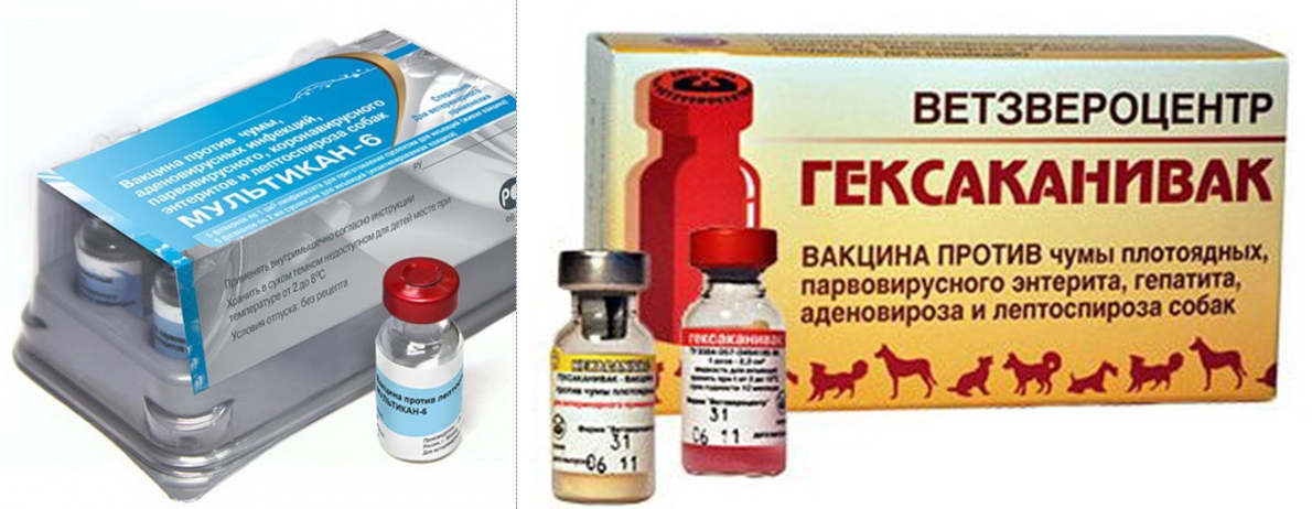 Инфекционный гепатит собак презентация. Экспресс тест на коронавирус собак. Вирус инфекционного перитонита кошек. Коронавирусная инфекция собак. Тест на парвовирусный энтерит собак.